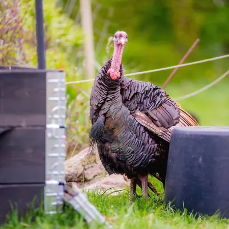 Bed & Breakfast Skortskaer Bondegardsferie 2*