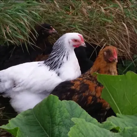 Skortskaer Bondegardsferie Havnsø
