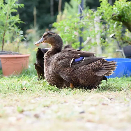 Bed & Breakfast Skortskaer Bondegardsferie Havnsø