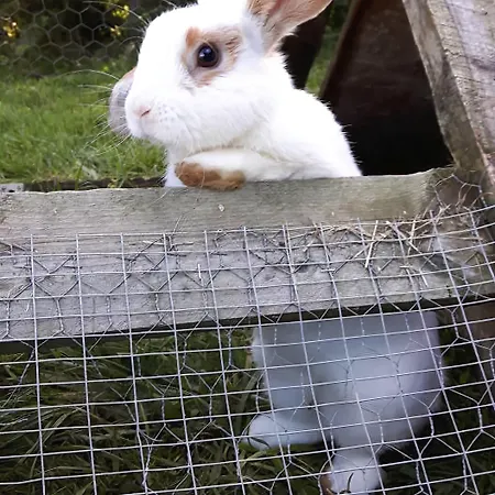 Skortskaer Bondegardsferie Havnsø