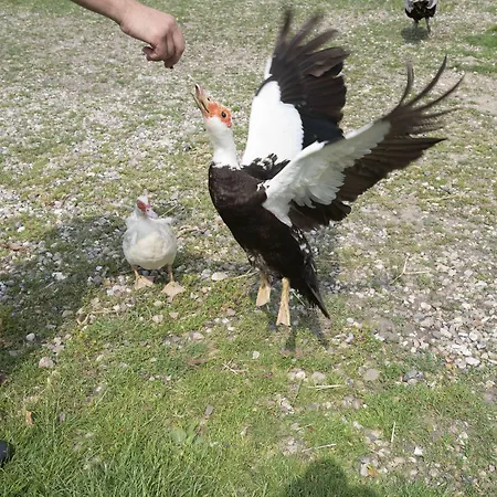 Skortskaer Bondegardsferie Havnsø