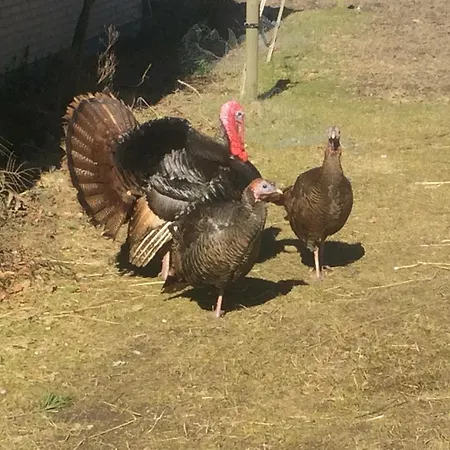 Skortskaer Bondegardsferie Bed & Breakfast 2*