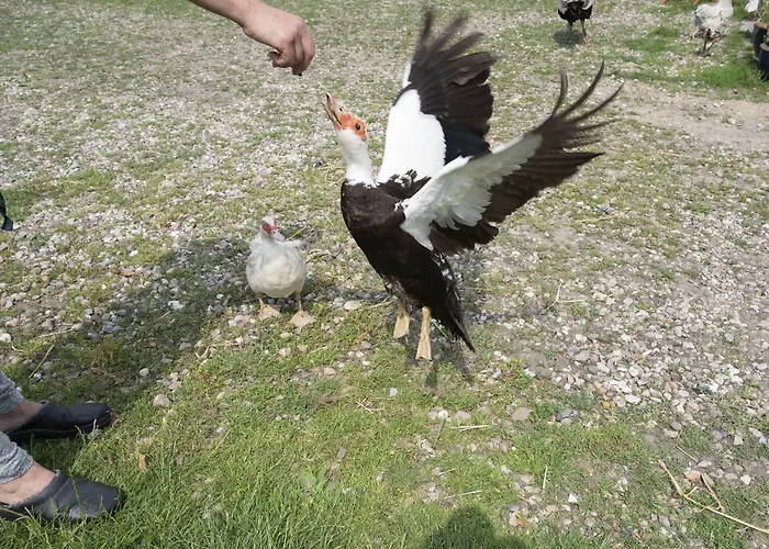 Skortskaer Bondegardsferie Havnsø